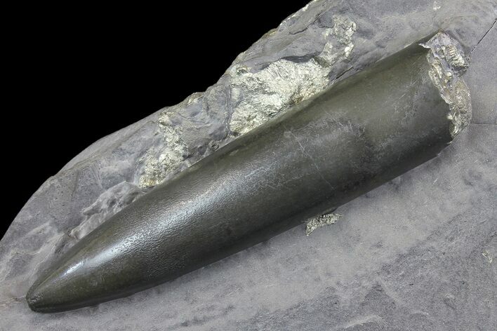 2.9" Pyrite Replaced Belemnite Fossil - Germany